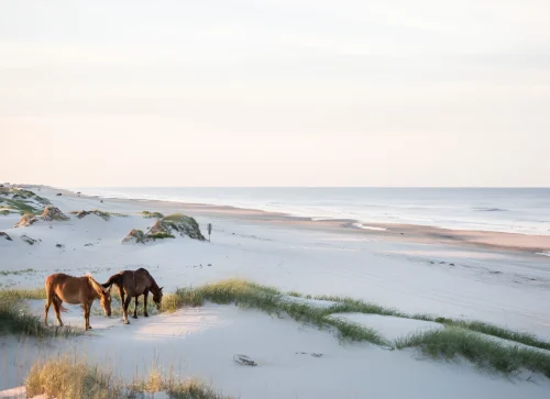 Two horses on the beach dunes near The Sanderling Hotel.