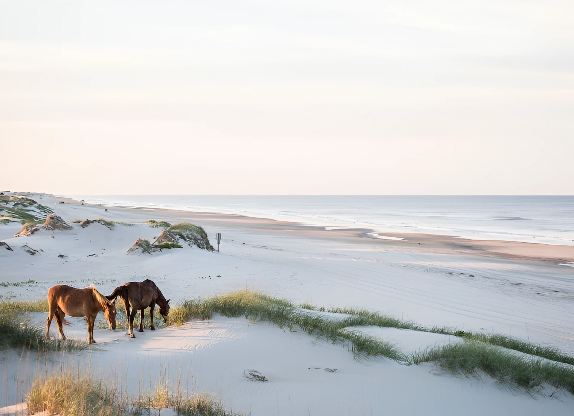 Two horses on the beach dunes near The Sanderling Hotel.